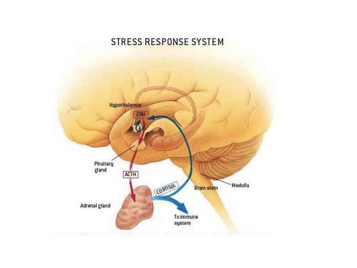 HPA axis